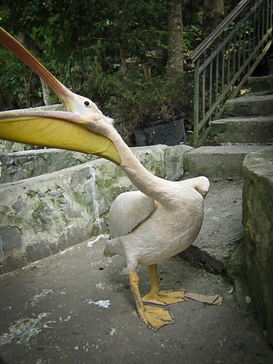 Посетитель угощает пеликана рыбой